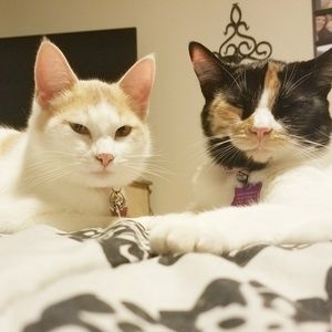 Meet your Posher, Amber